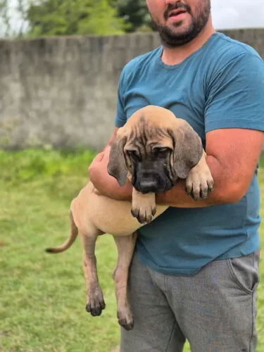 FILHOTAS DE FILA BRASILEIRO À VENDA - CARUARU/PE