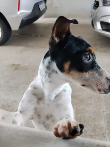 Cachorra Fox Paulistinha 