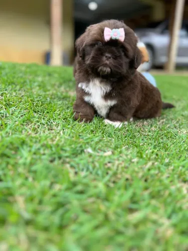 Shihtzu fêmea chocolate filhote exótica - Última disponível