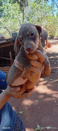 Vendo Cofap Basset 