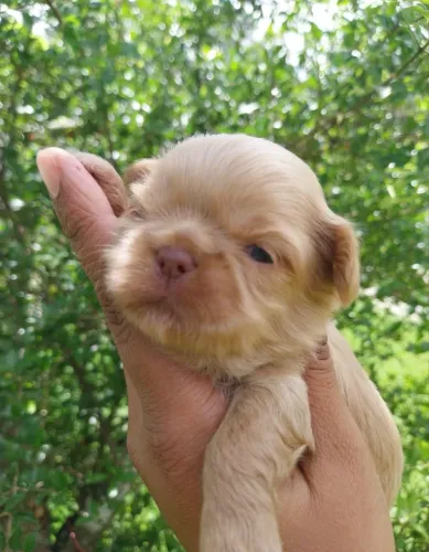 DOAÇÃO!! Shih Tzu filhote