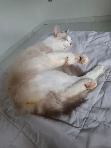Gato macho 10 meses castrado 