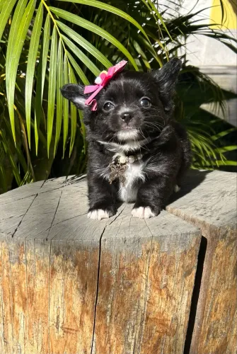 Chihuahua fêmeas longo e curto pedigree 
