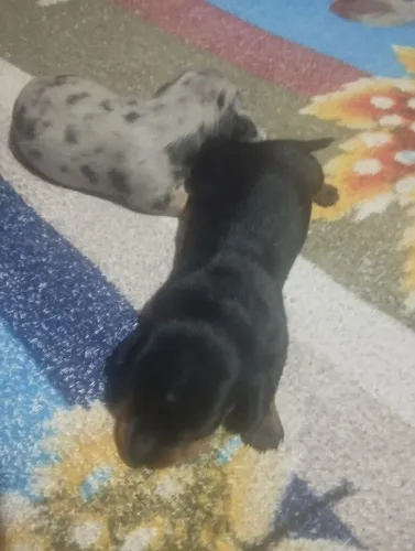 cachorro