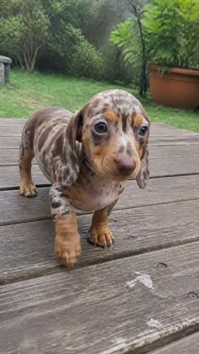 Dachshund: os mofadinhos de patas curtas chegaram por aqui