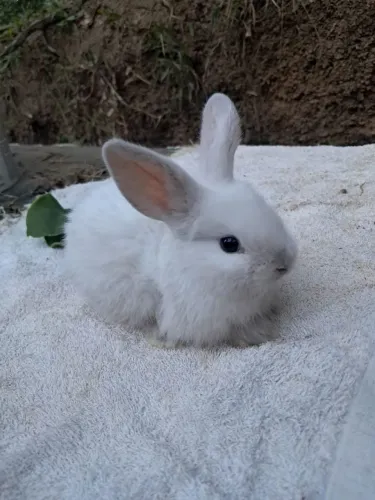 Coelho mini lop Uruguai fofinho