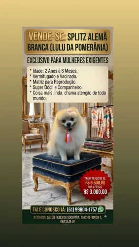 Spitz Alemão Branco (Lulu da Pomerânia)