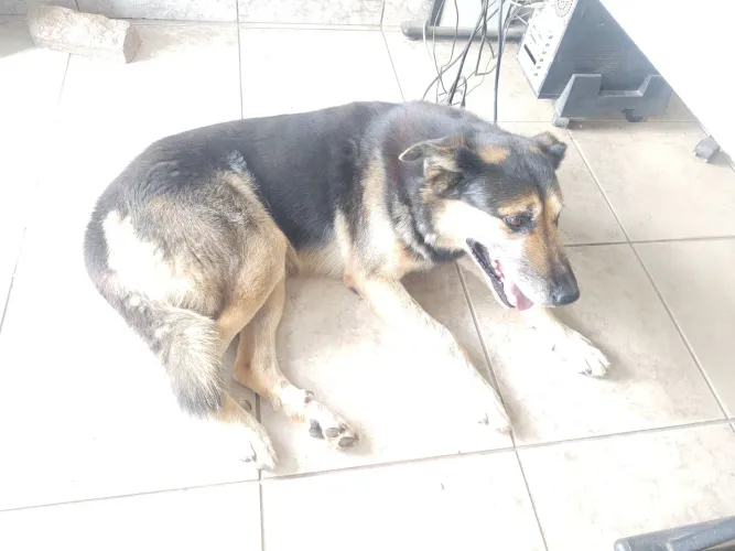 Doação - Pastor Alemão Porte Gigante (7 anos)