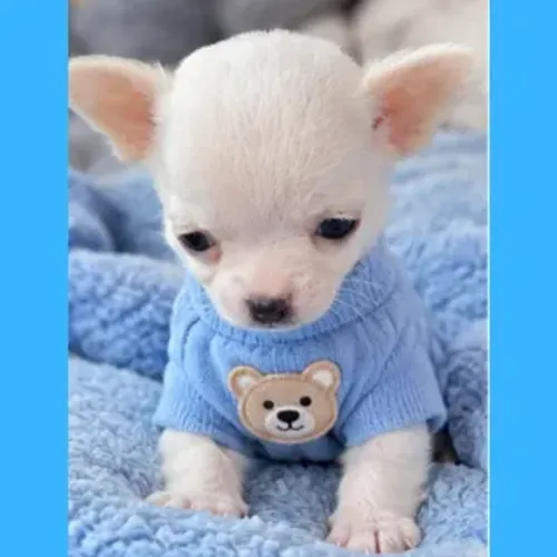 Chihuahua Machinho pelo curto