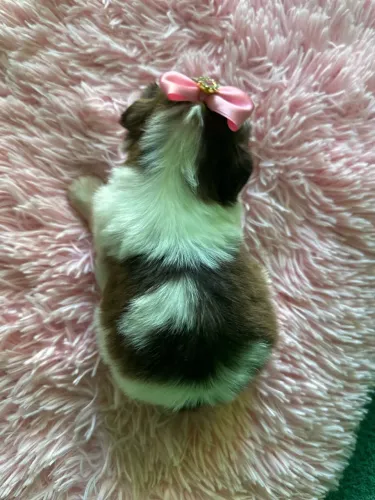 Filhotes de shihtzu