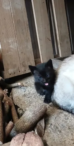 Doação de gatinha