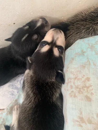 Husky siberiano 