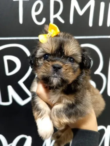 Filhotes de Shihtzu, Fotos reais,Entrega Grátis