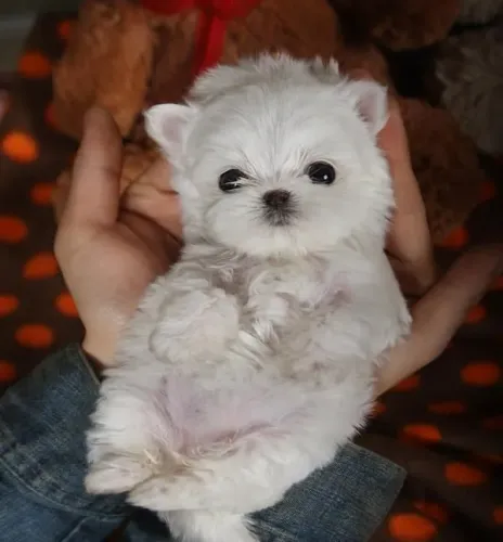Maltês perfeito