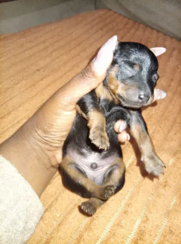 FILHOTES PINSCHER