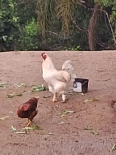 Galo Brahma