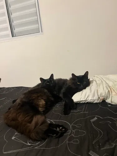 Doa- se 2 gatos pretos !! 