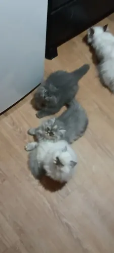 Gata Persa
