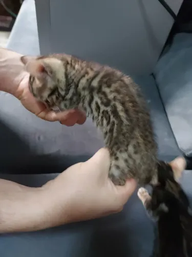 Gato Bengal