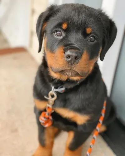 Filhotes de Rottweiler com pedigree em até 12x
