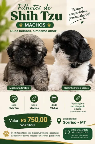 Filhotes de Shih Tzu Machos - 63 Dias - Grafite e Preto e Branco