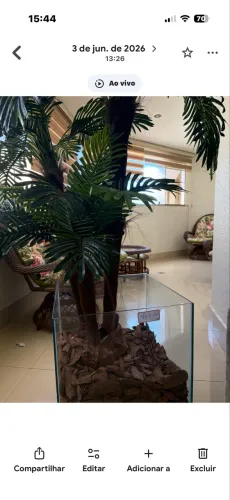Vaso de vidro decorativo com planta grande