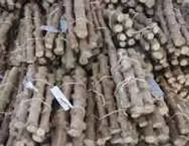 100 Manivas mandioca