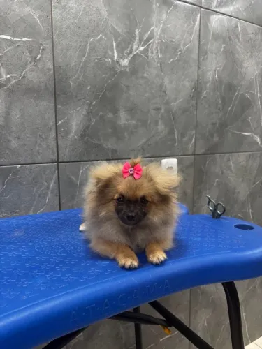 Vendo Filhotes de Spitz Alemão Barato!!