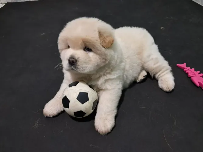 Filhotes de Chow Chow disponíveis! 