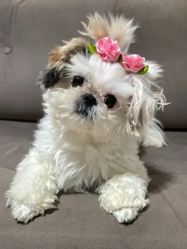 Cachorrinha preço 600