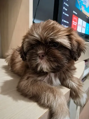 Lindos Filhotes de Shih Tzu - Prontos para Fazer Parte da Sua Família!