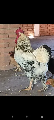 Galo Brahma light