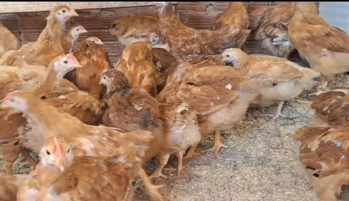 Vendo um lote de frangos e frangas