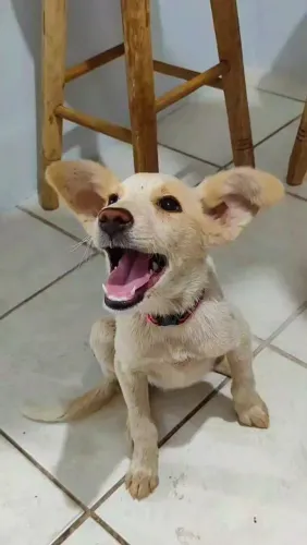 Filhote SRD para adoção
