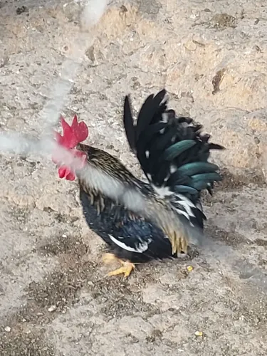 Vendo galinho Nagasaki