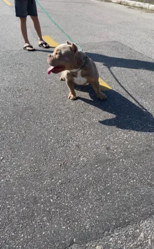American Bully Micro urgente