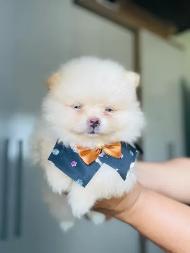 Macho de spitz para ENTREGA