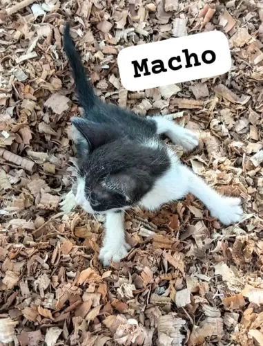 Doação gatinhos