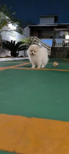 Lulu da Pomerânia