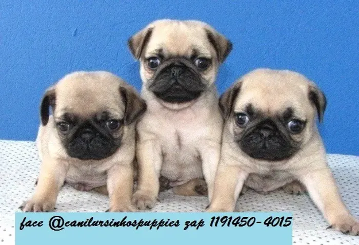 pug linhagem nobre nabukos e anjos