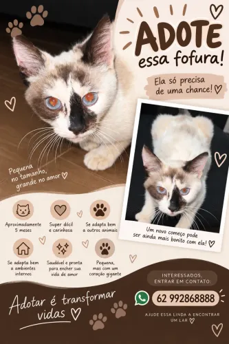 Gatinha para adoção