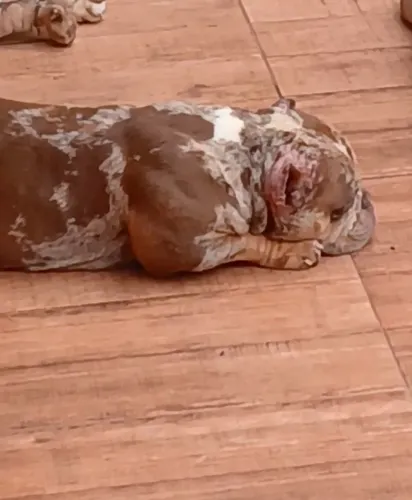 American bully fêmea Merlin 