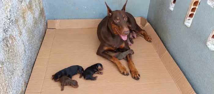 DISPONÍVEIS FILHOTES DE DOBERMAN 