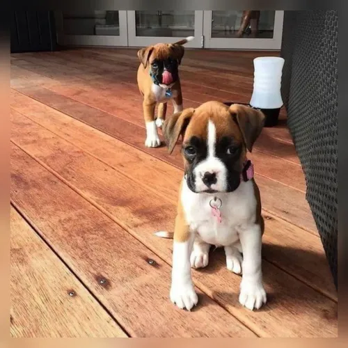 Boxer machos e fêmeas