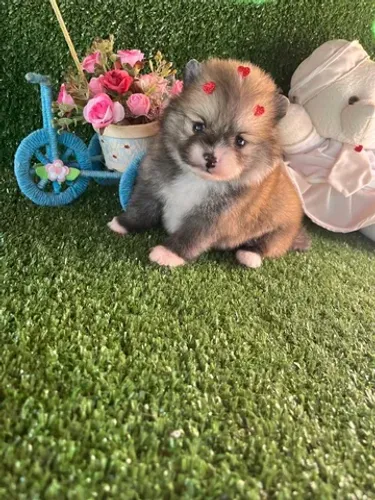 Lulu da pomerania fêmea caramelo anao 