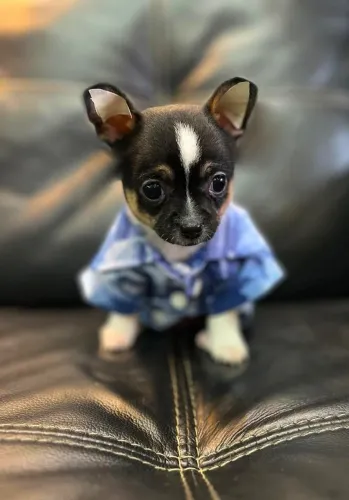 Chihuahua minúsculo na cor tricolor