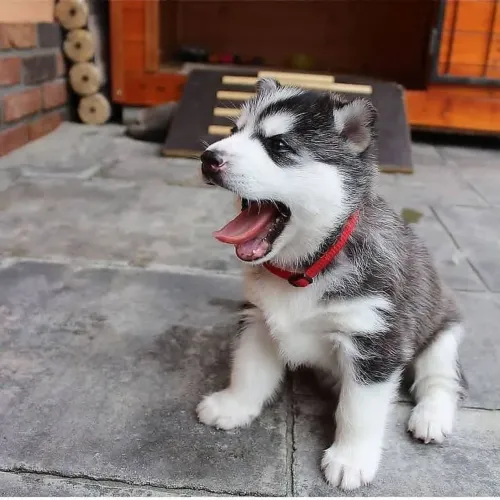 Filhote Husky Siberiano - Pelúcia de Fofura!