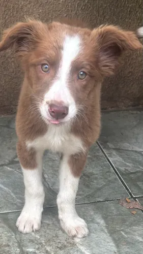 Linda filhote de border collie chocolate 