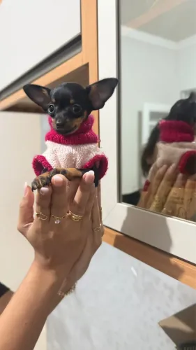 Pisncher zero fêmea 