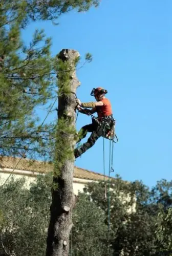 Experiência em podas, e cortes de árvore 
